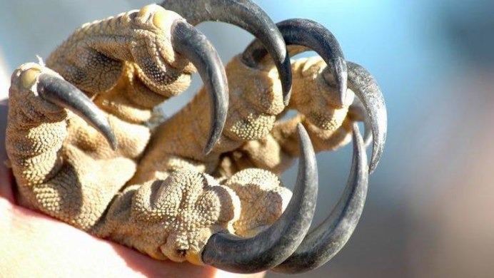 Лапа Беркута