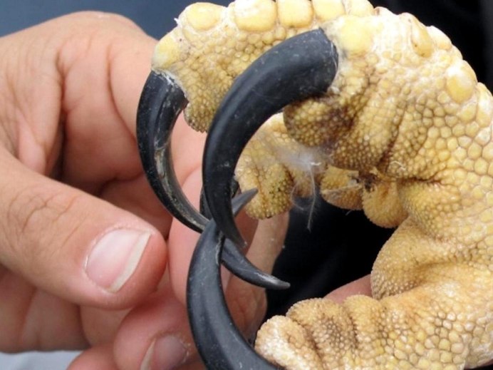 Когти. Орла. Будущего. Черная