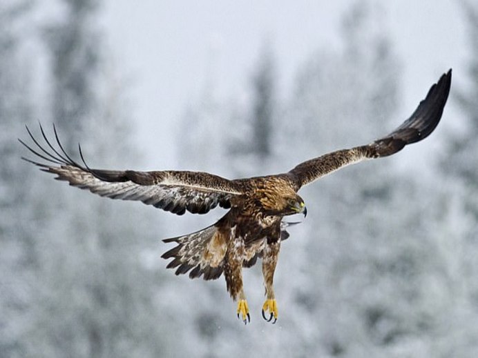 Орлан белохвост клюв