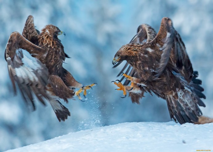 Скопа и Орлан-белохвост