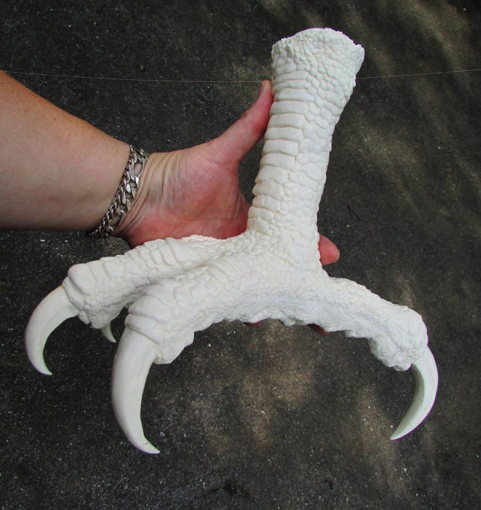 Ястребиные лапы