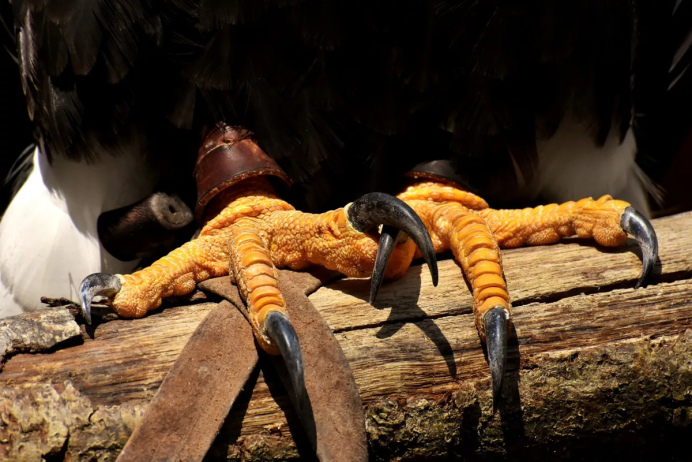 Орлы Соколы Ястребы коршуны