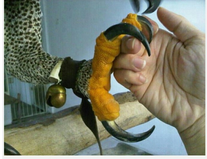 Клинохвостый Орел и Беркут