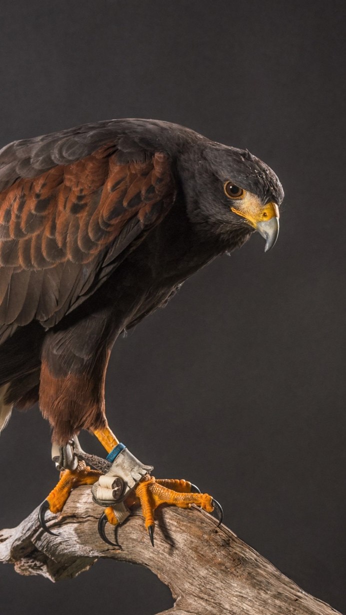 Лапки Сокола