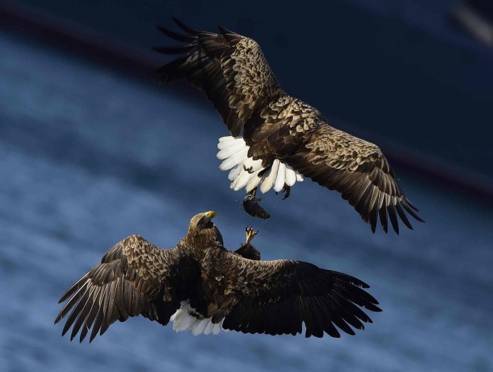 Когти гарпии фото