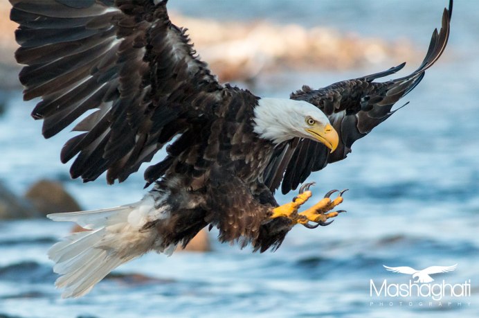 Когти Беркута