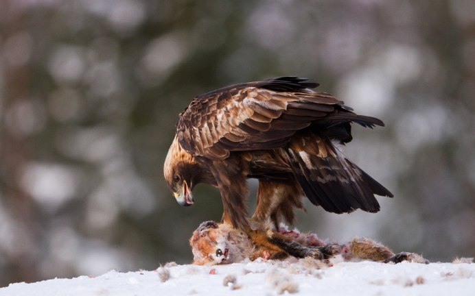 Когти хищных птиц