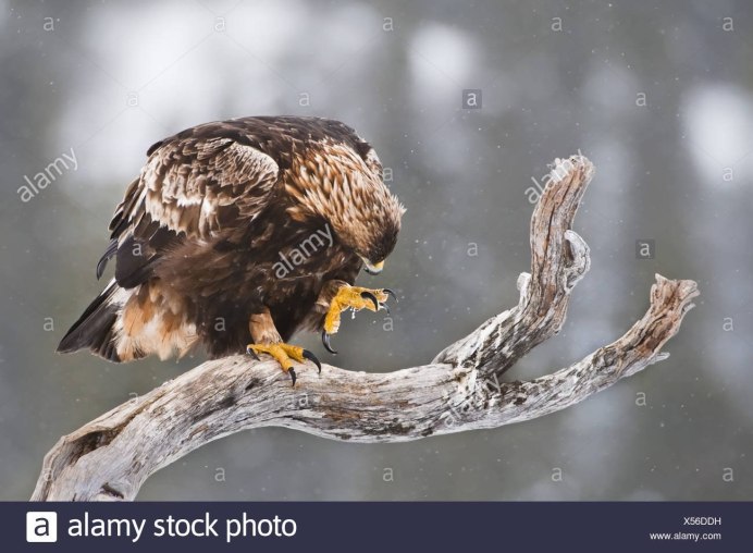 Беркут ястреб Коршун