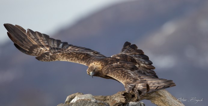 Ястреб-тетеревятник лапы