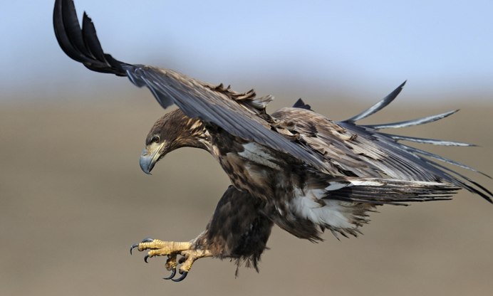 Белоголовый Беркут