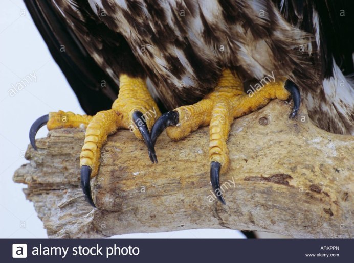 Гарпия и Беркут