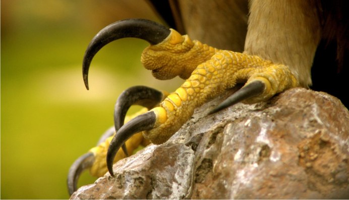 Индийский Ястребиный орёл