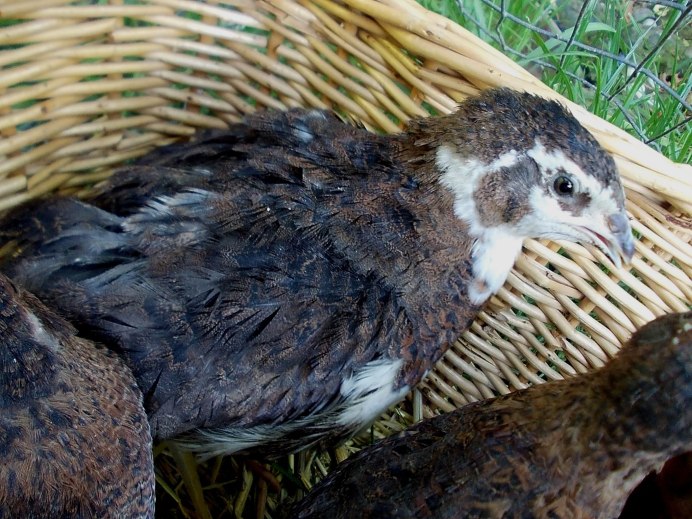 Черный Тенеброз перепела