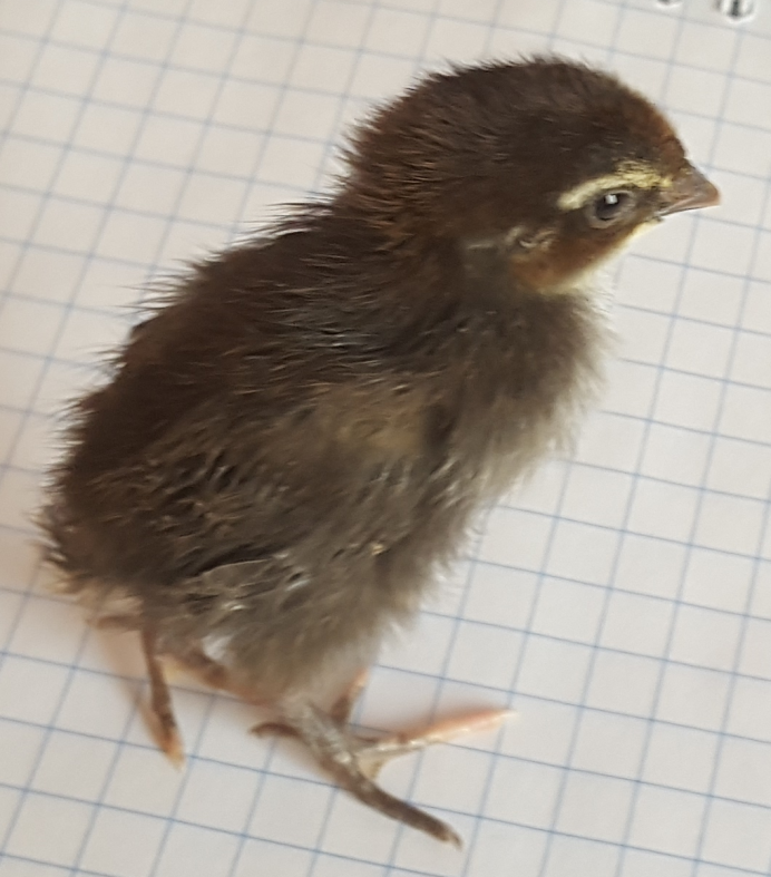 Тенеброз серый перепела