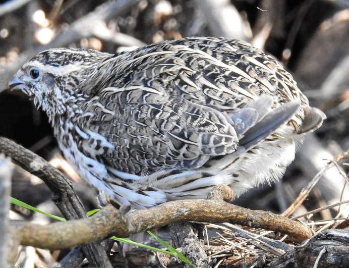 Тенеброз серый перепела