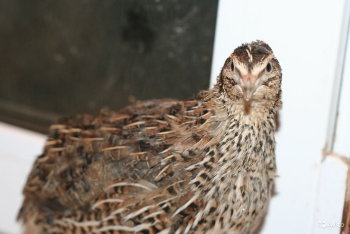 Vogelsberger перепела