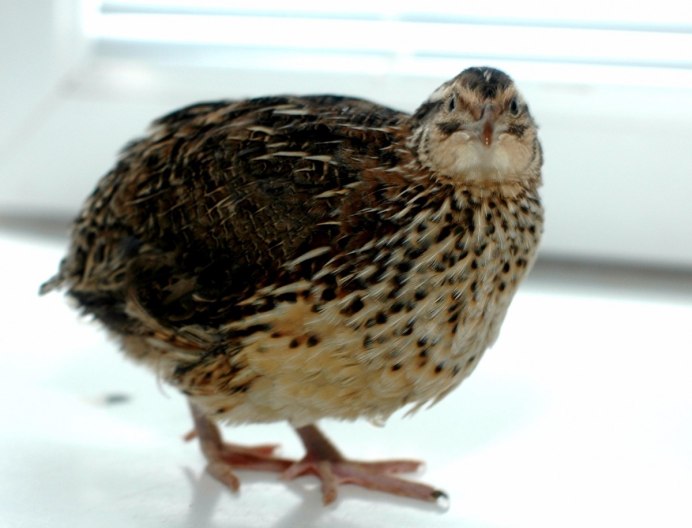 Калифорнийская хохлатая Перепелка