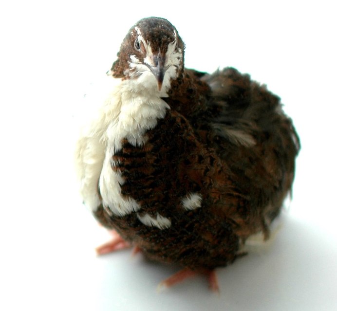 Перепел серый Тенеброз