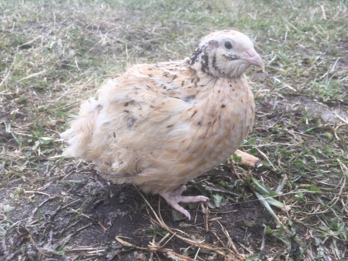 Тенеброз перепел