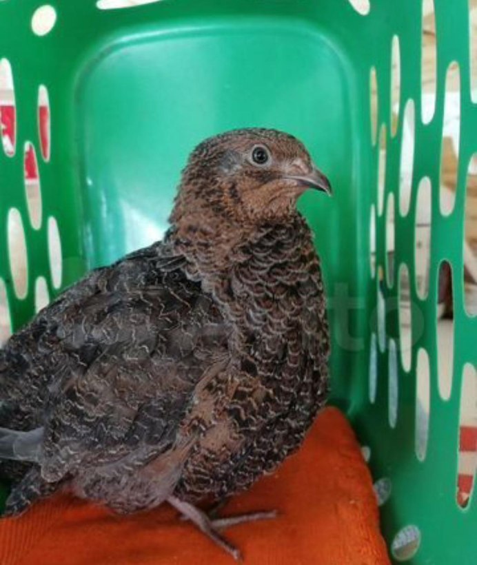 Перепел домашний черный