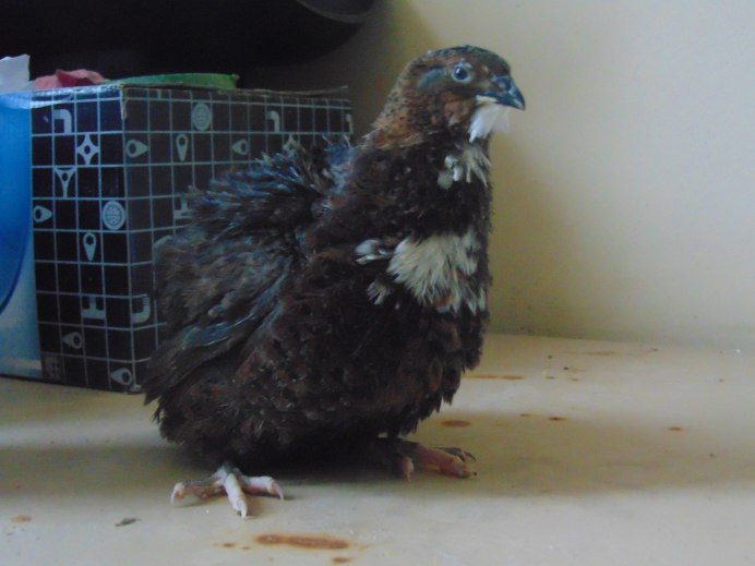 Перепелята московские черные