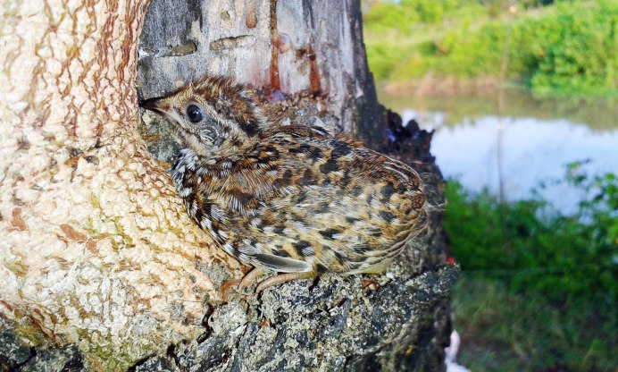Английский черный перепеленок