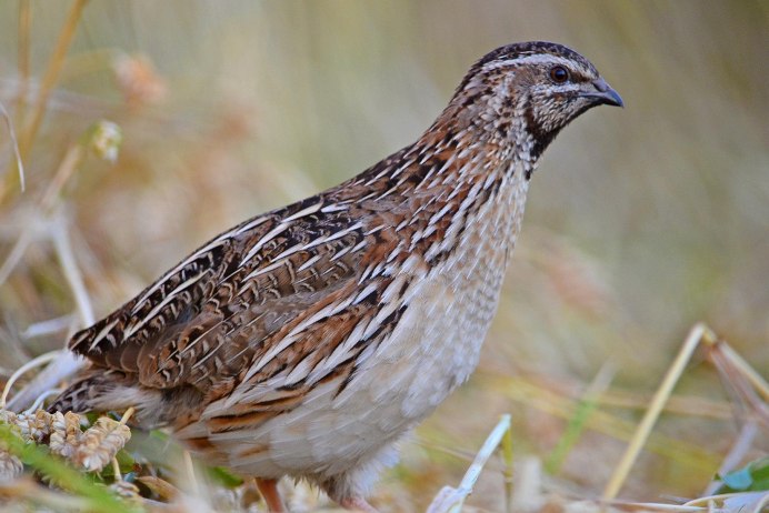 California Valley Quail