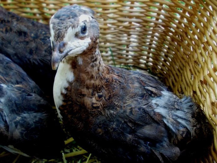 Перепела английские черные