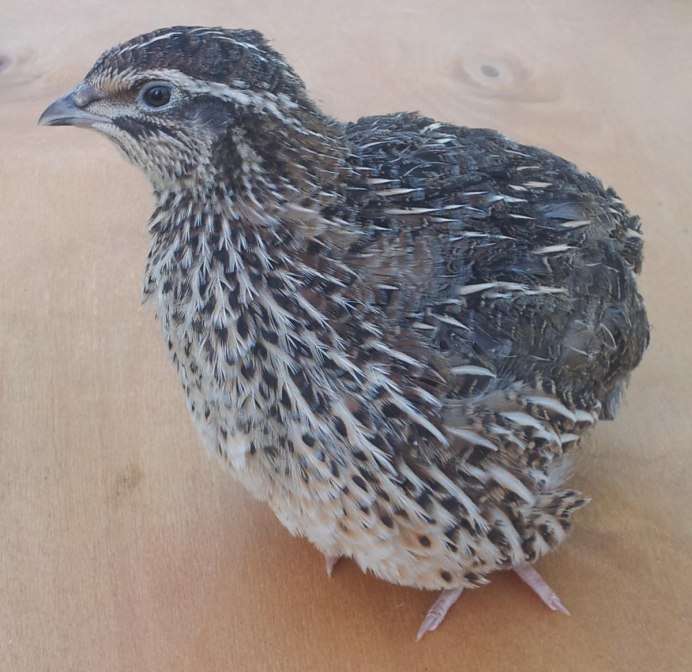 Английский смокинговый перепел