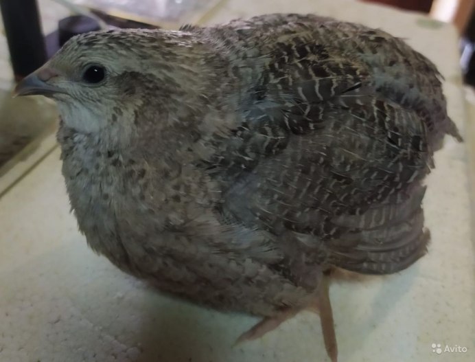 Смокинговая Перепелка