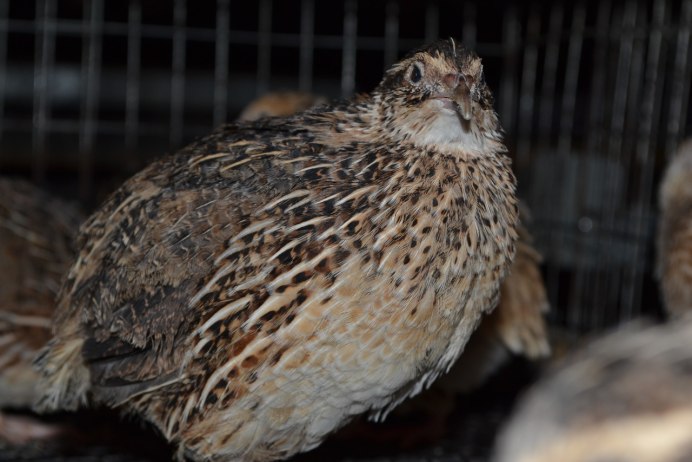 Перепелка и мужчина