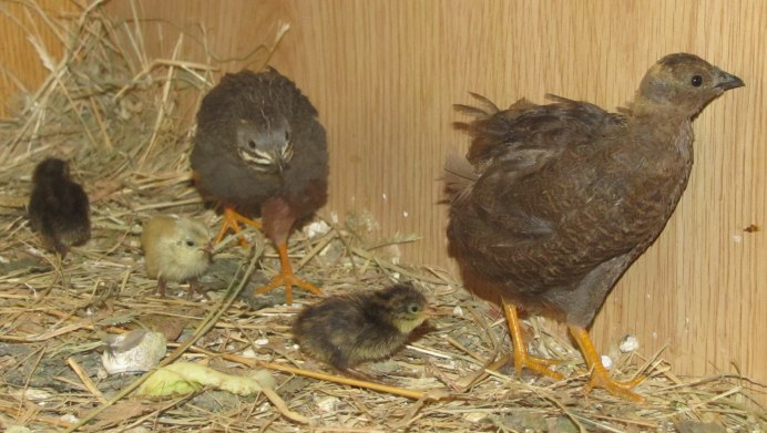 Перепел золотой Феникс