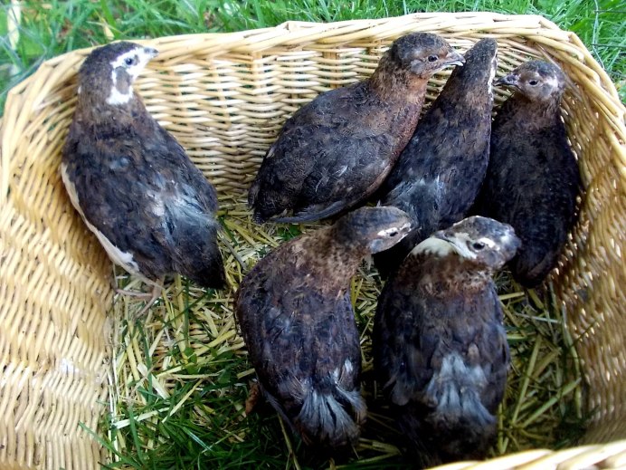 Черный Тенеброз перепела