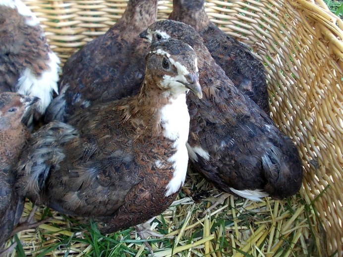 Порода перепелов Техасцы