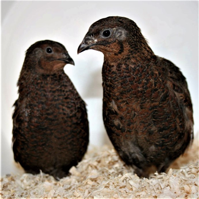 Perdicula erythrorhyncha