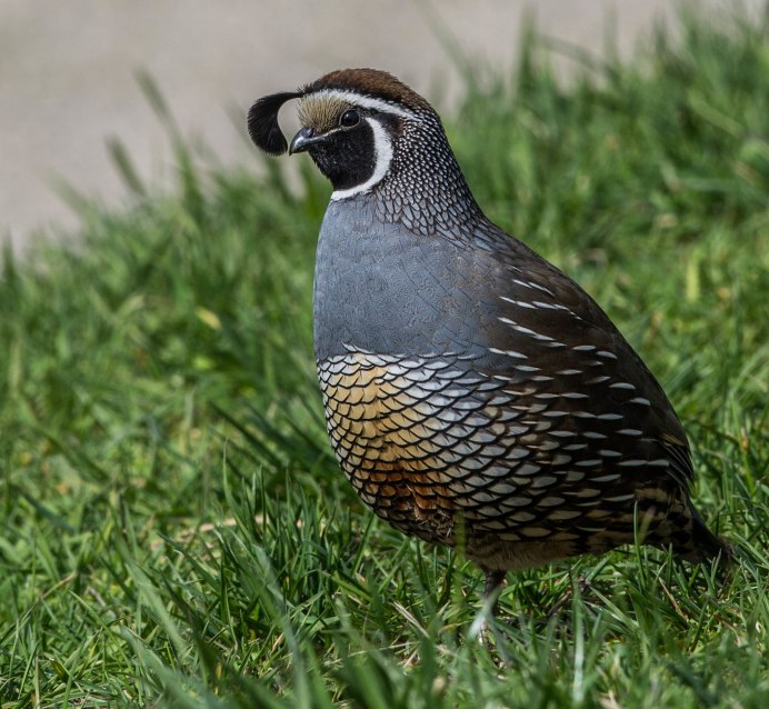 Хохлатая куропатка