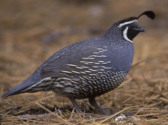 California Valley Quail