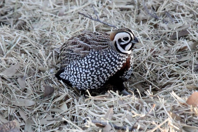 Английская белая Перепелка