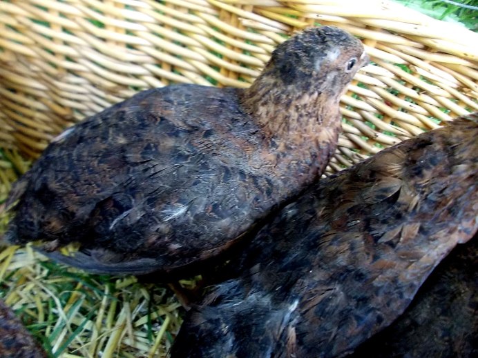 Московский черный перепел