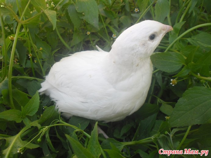 Домашние перепела белые