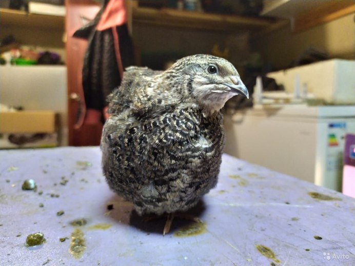 Тенеброз перепел