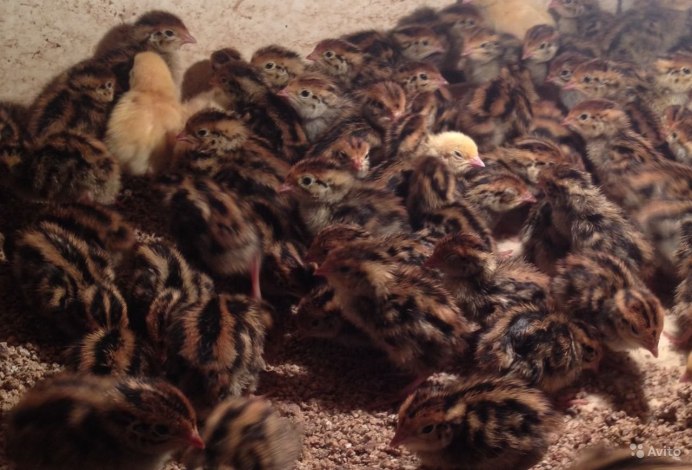 Смокинговые перепела