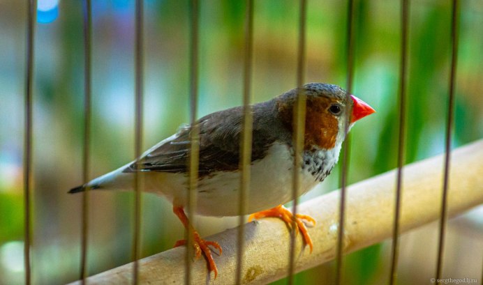 Спаривание амадинов