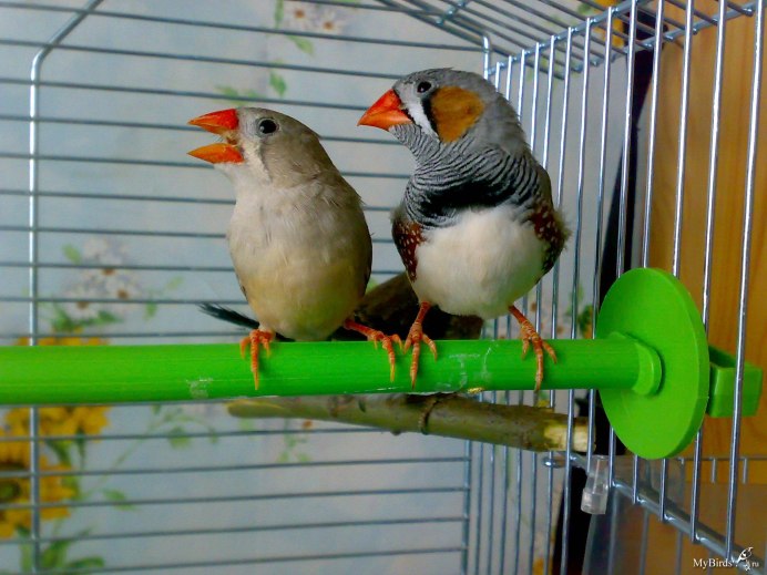 Японские амадины