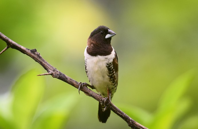 Амадины и кореллы