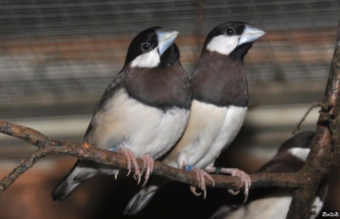 Острохвостая амадина