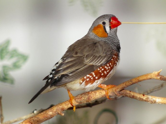 Японский Воробей амадин