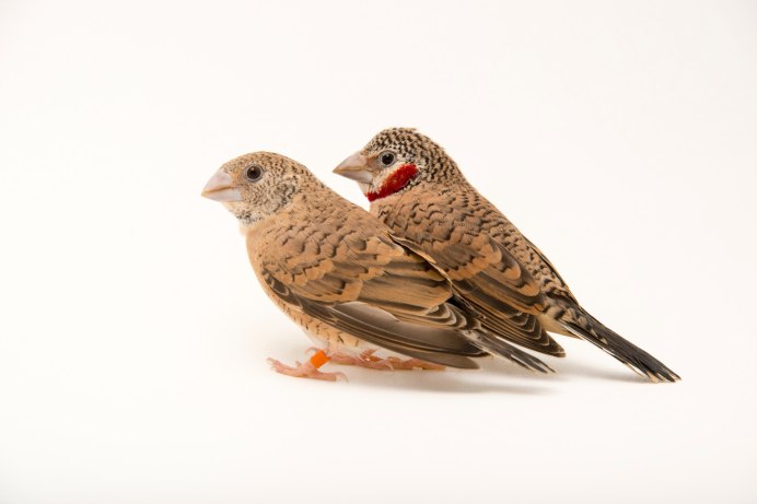 Амадин коричневый