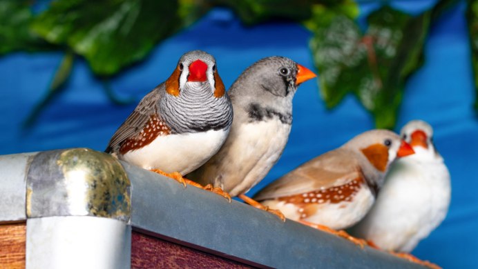 Красноухая очковая амадина