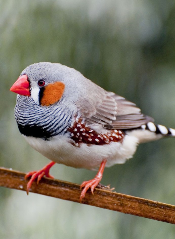 Белолицая амадина